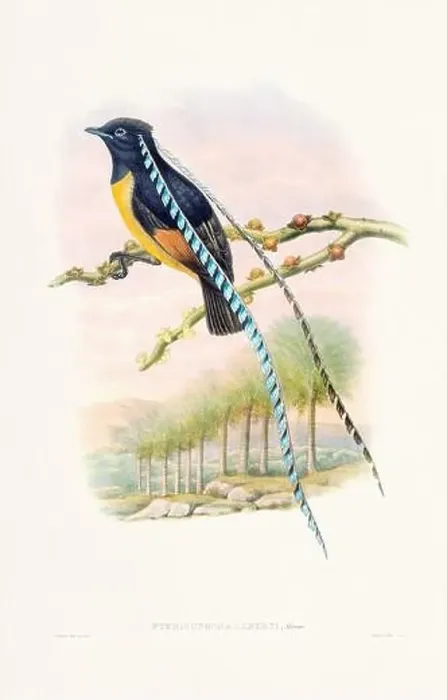 Framed Print : Vintage Bird of the Paradise illustration from the 1800s Framed Print : Vintage Bird of the Paradise illustration from the 1800s