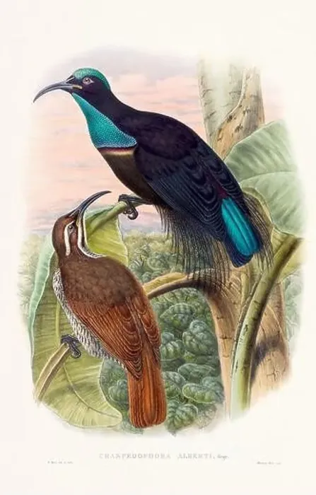 Framed Print : Vintage Bird of the Paradise illustration from the 1800s Framed Print : Vintage Bird of the Paradise illustration from the 1800s
