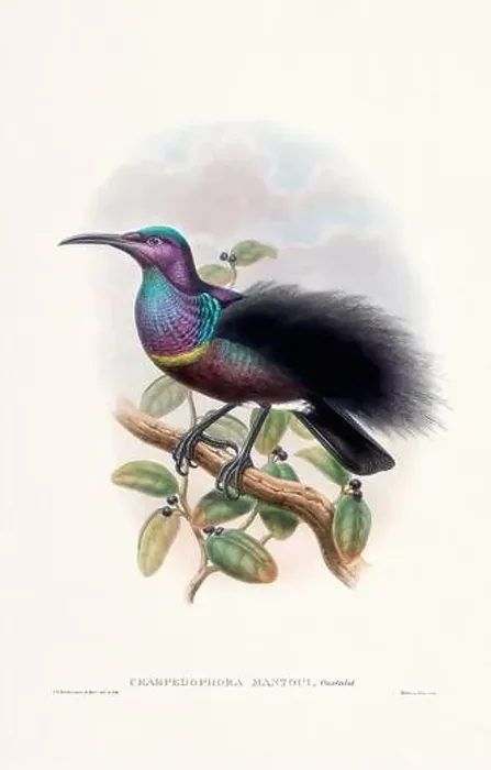Framed Print : Vintage Bird of the Paradise illustration from the 1800s Framed Print : Vintage Bird of the Paradise illustration from the 1800s