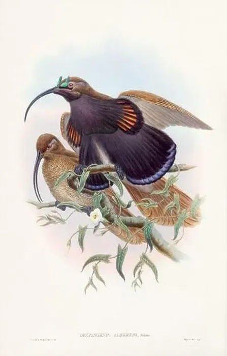 Framed Print : Vintage Bird of the Paradise illustration from the 1800s Framed Print : Vintage Bird of the Paradise illustration from the 1800s