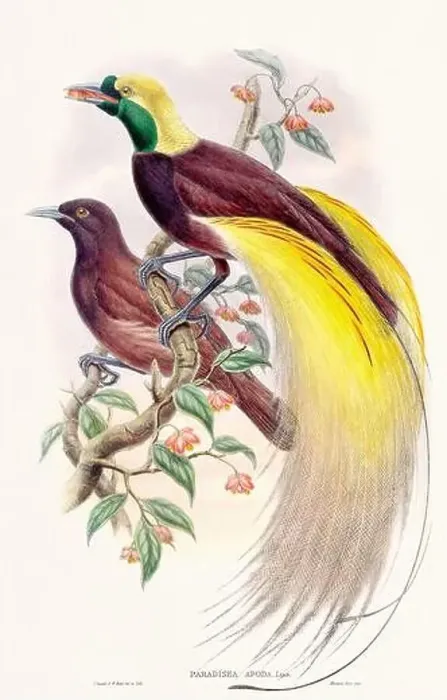 Framed Print : Vintage Bird of the Paradise illustration from the 1800s Framed Print : Vintage Bird of the Paradise illustration from the 1800s