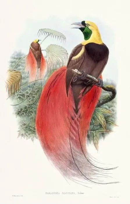 Framed Print : Vintage Bird of the Paradise illustration from the 1800s Framed Print : Vintage Bird of the Paradise illustration from the 1800s