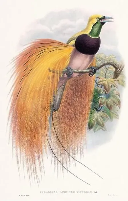 Framed Print : Vintage Bird of the Paradise illustration from the 1800s Framed Print : Vintage Bird of the Paradise illustration from the 1800s