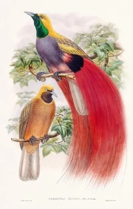 Framed Print : Vintage Bird of the Paradise illustration from the 1800s Framed Print : Vintage Bird of the Paradise illustration from the 1800s