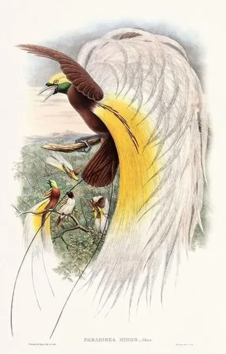 Framed Print : Vintage Bird of the Paradise illustration from the 1800s Framed Print : Vintage Bird of the Paradise illustration from the 1800s