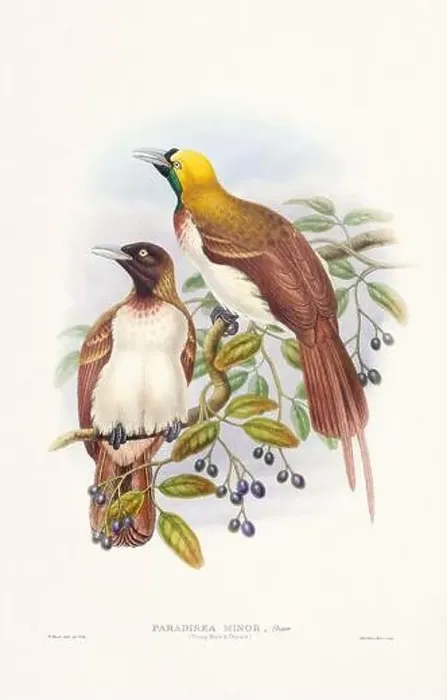 Framed Print : Vintage Bird of the Paradise illustration from the 1800s Framed Print : Vintage Bird of the Paradise illustration from the 1800s