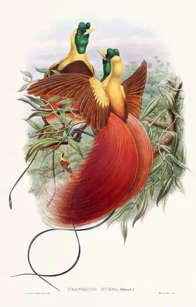 Vintage Bird of the Paradise Print from 1800s. Art Prints, Posters