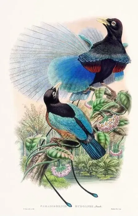Framed Print : Vintage Bird of the Paradise illustration from the 1800s Framed Print : Vintage Bird of the Paradise illustration from the 1800s