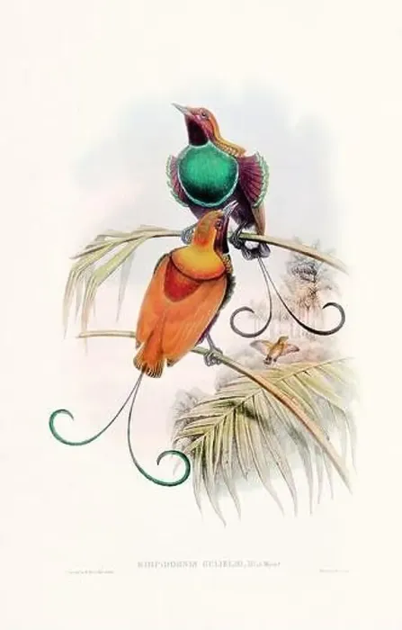 Framed Print : Vintage Bird of the Paradise illustration from the 1800s Framed Print : Vintage Bird of the Paradise illustration from the 1800s