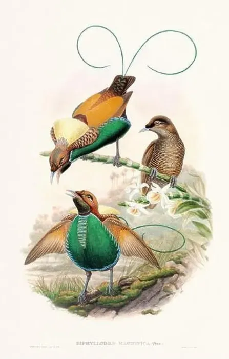 Framed Print : Vintage Bird of the Paradise illustration from the 1800s Framed Print : Vintage Bird of the Paradise illustration from the 1800s