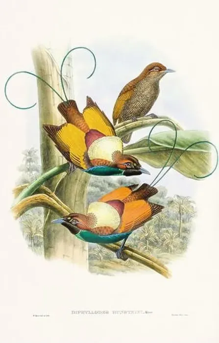 Framed Print : Vintage Bird of the Paradise illustration from the 1800s Framed Print : Vintage Bird of the Paradise illustration from the 1800s