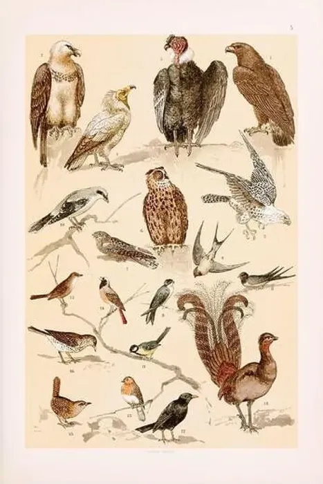 Framed Print : Vintage birds illustration: Golden Eagle Framed Print : Vintage birds illustration: Golden Eagle