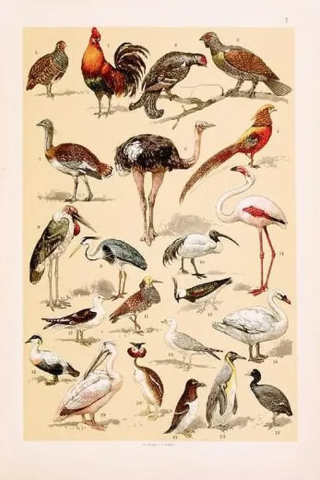 Framed Print : Vintage birds illustration: Jungle Cock Framed Print : Vintage birds illustration: Jungle Cock