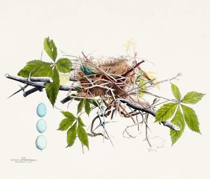Framed Print : Vintage bird's nest illustration from the 19th century, circa 1880 Framed Print : Vintage bird's nest illustration from the 19th century, circa 1880