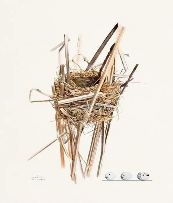 Framed Print : Vintage bird's nest illustration from the 19th century, circa 1880 Framed Print : Vintage bird's nest illustration from the 19th century, circa 1880