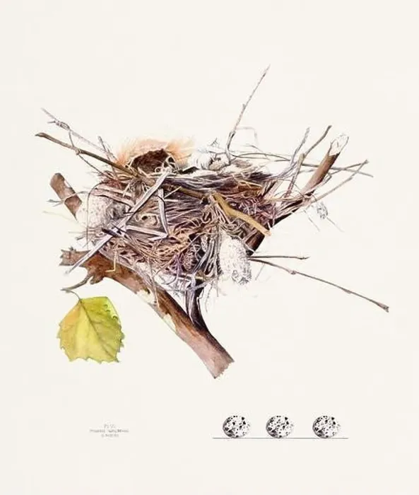 Framed Print : Vintage bird's nest illustration from the 19th century, circa 1880 Framed Print : Vintage bird's nest illustration from the 19th century, circa 1880