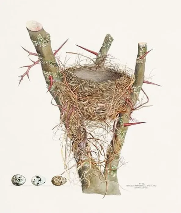 Framed Print : Vintage bird's nest illustration from the 19th century, circa 1880 Framed Print : Vintage bird's nest illustration from the 19th century, circa 1880
