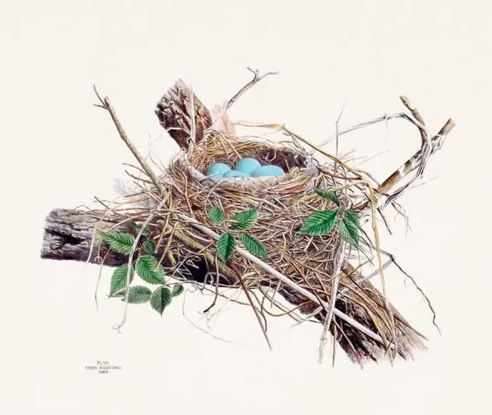 Framed Print : Vintage bird's nest illustration from the 19th century, circa 1880 Framed Print : Vintage bird's nest illustration from the 19th century, circa 1880