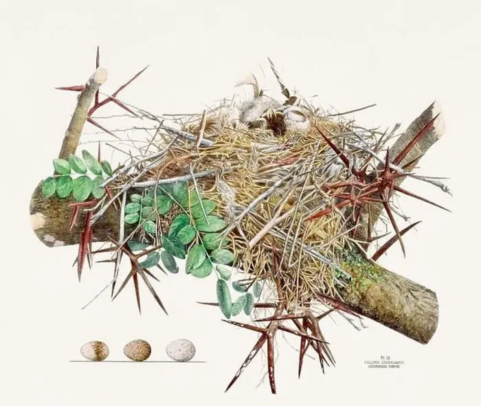 Framed Print : Vintage bird's nest illustration from the 19th century, circa 1880 Framed Print : Vintage bird's nest illustration from the 19th century, circa 1880
