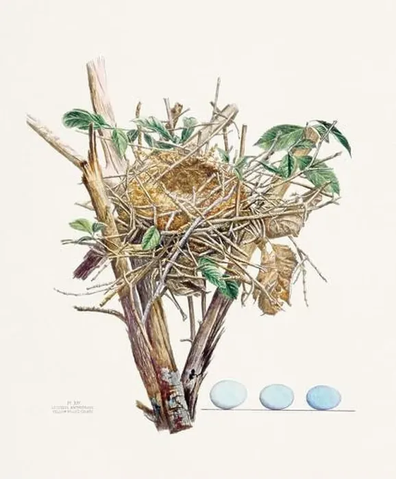 Framed Print : Vintage bird's nest illustration from the 19th century, circa 1880 Framed Print : Vintage bird's nest illustration from the 19th century, circa 1880