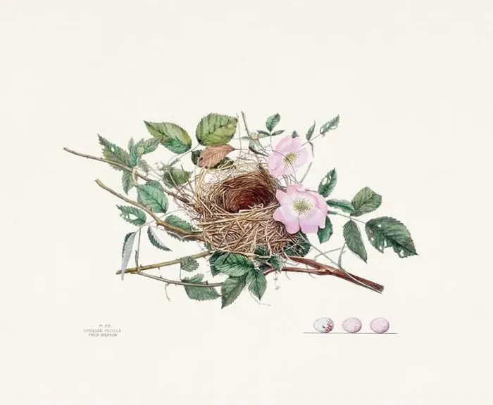 Framed Print : Vintage bird's nest illustration from the 19th century, circa 1880 Framed Print : Vintage bird's nest illustration from the 19th century, circa 1880