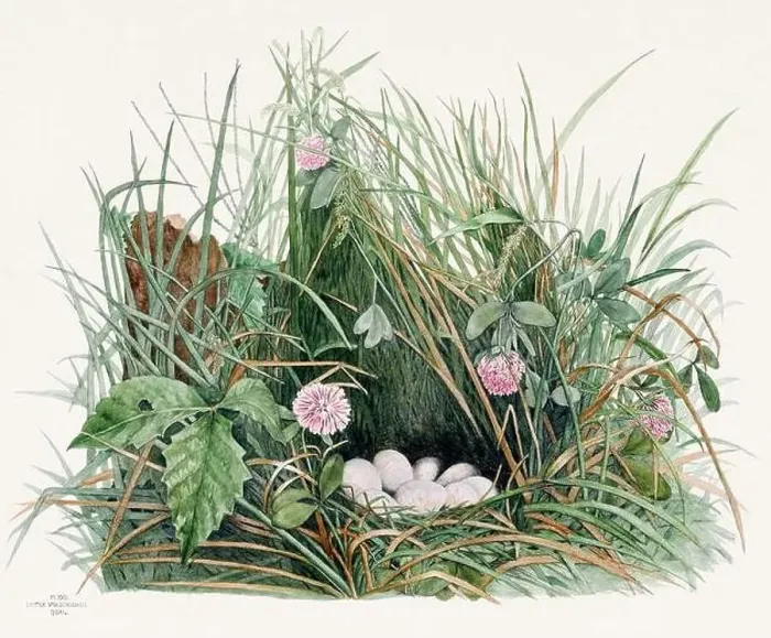 Framed Print : Vintage bird's nest illustration from the 19th century, circa 1880 Framed Print : Vintage bird's nest illustration from the 19th century, circa 1880