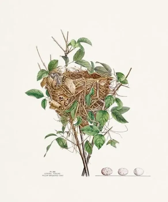 Framed Print : Vintage bird's nest illustration from the 19th century, circa 1880 Framed Print : Vintage bird's nest illustration from the 19th century, circa 1880