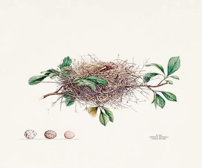 Framed Print : Vintage bird's nest illustration from the 19th century, circa 1880 Framed Print : Vintage bird's nest illustration from the 19th century, circa 1880