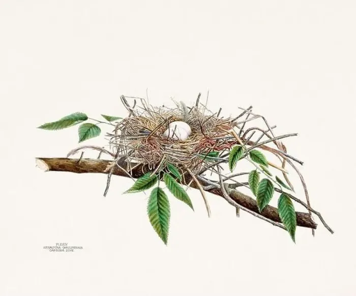 Framed Print : Vintage bird's nest illustration from the 19th century, circa 1880 Framed Print : Vintage bird's nest illustration from the 19th century, circa 1880