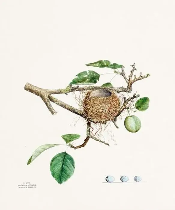 Framed Print : Vintage bird's nest illustration from the 19th century, circa 1880 Framed Print : Vintage bird's nest illustration from the 19th century, circa 1880