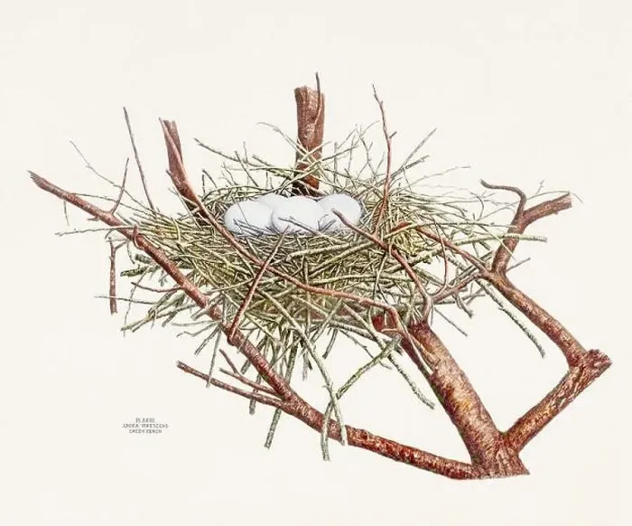 Framed Print : Vintage bird's nest illustration from the 19th century, circa 1880 Framed Print : Vintage bird's nest illustration from the 19th century, circa 1880