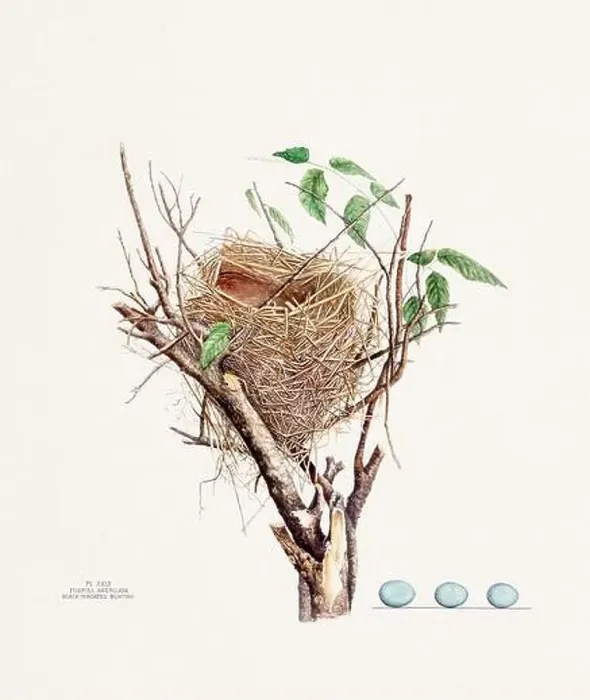 Framed Print : Vintage bird's nest illustration from the 19th century, circa 1880 Framed Print : Vintage bird's nest illustration from the 19th century, circa 1880