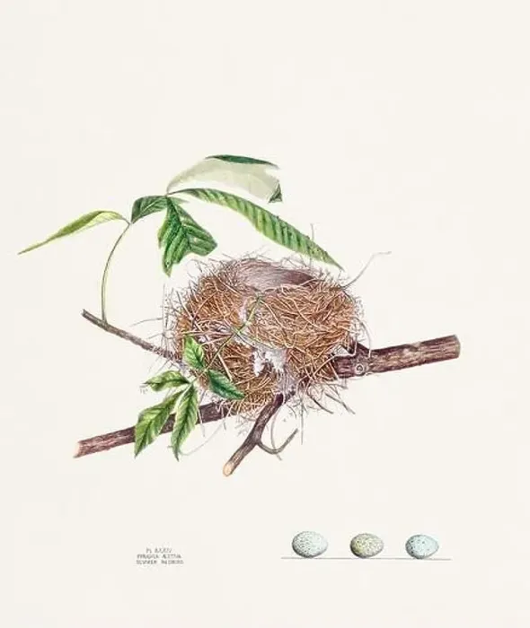 Framed Print : Vintage bird's nest illustration from the 19th century, circa 1880 Framed Print : Vintage bird's nest illustration from the 19th century, circa 1880