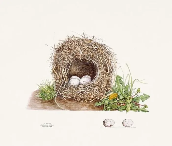 Framed Print : Vintage bird's nest illustration from the 19th century, circa 1880 Framed Print : Vintage bird's nest illustration from the 19th century, circa 1880