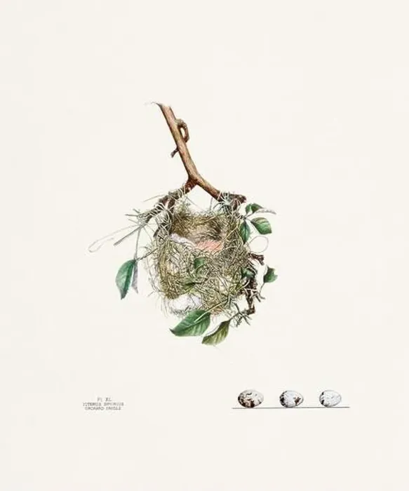 Framed Print : Vintage bird's nest illustration from the 19th century, circa 1880 Framed Print : Vintage bird's nest illustration from the 19th century, circa 1880