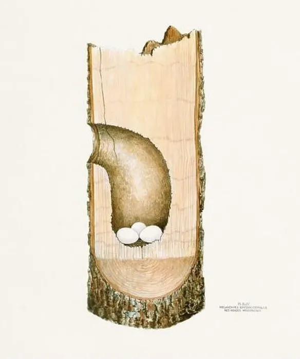 Framed Print : Vintage bird's nest illustration from the 19th century, circa 1880 Framed Print : Vintage bird's nest illustration from the 19th century, circa 1880