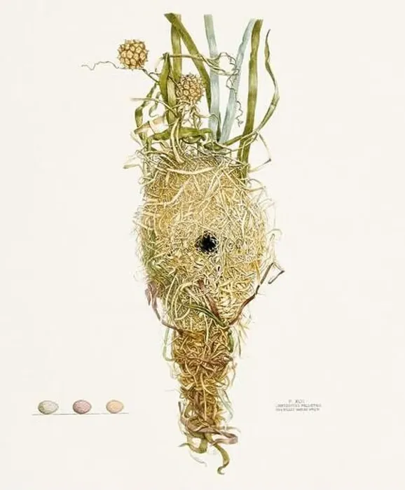 Framed Print : Vintage bird's nest illustration from the 19th century, circa 1880 Framed Print : Vintage bird's nest illustration from the 19th century, circa 1880