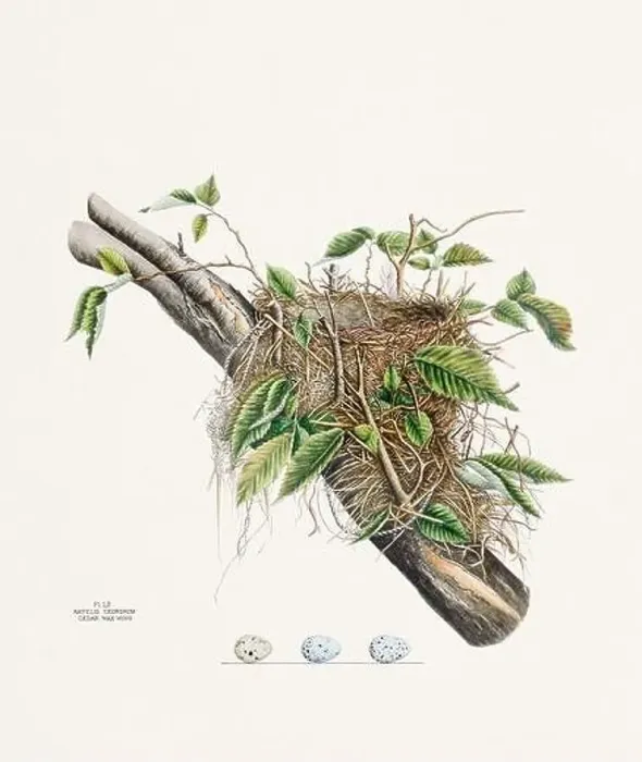 Framed Print : Vintage bird's nest illustration from the 19th century, circa 1880 Framed Print : Vintage bird's nest illustration from the 19th century, circa 1880