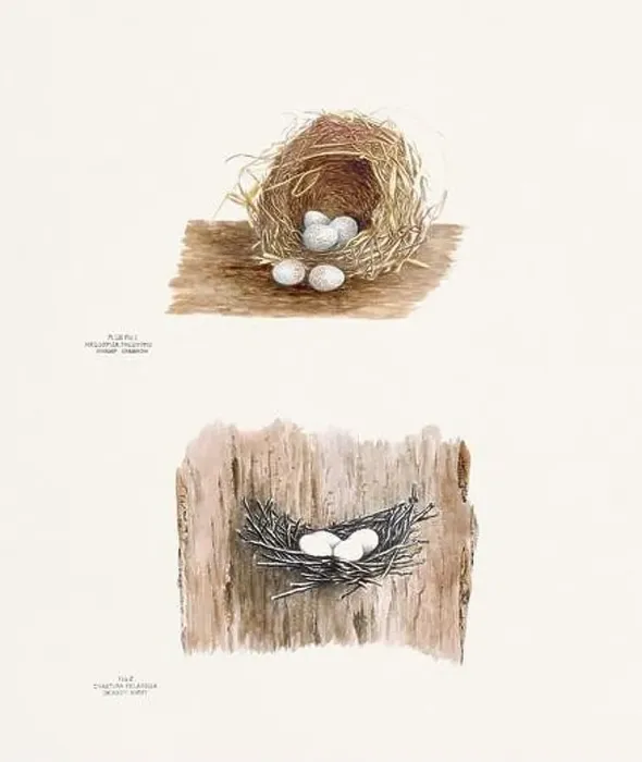 Framed Print : Vintage bird's nest illustration from the 19th century, circa 1880 Framed Print : Vintage bird's nest illustration from the 19th century, circa 1880