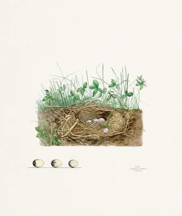 Framed Print : Vintage bird's nest illustration from the 19th century, circa 1880 Framed Print : Vintage bird's nest illustration from the 19th century, circa 1880