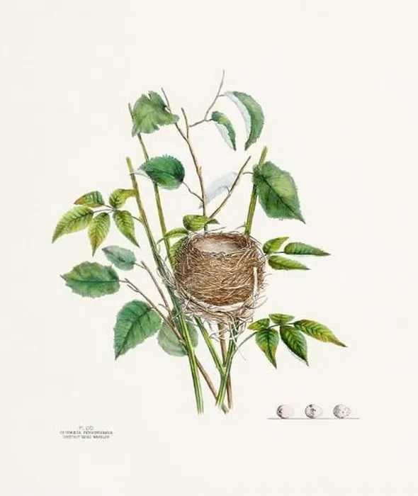 Framed Print : Vintage bird's nest illustration from the 19th century, circa 1880 Framed Print : Vintage bird's nest illustration from the 19th century, circa 1880
