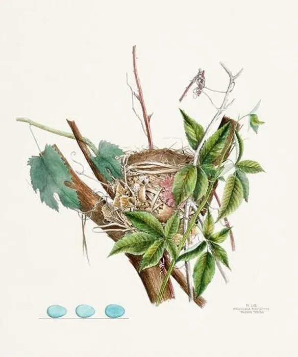 Framed Print : Vintage bird's nest illustration from the 19th century, circa 1880 Framed Print : Vintage bird's nest illustration from the 19th century, circa 1880