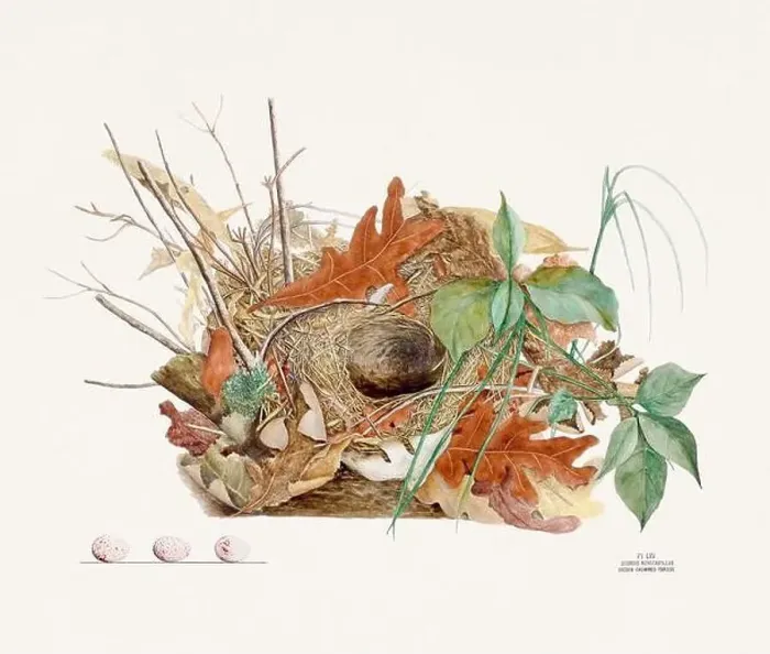 Framed Print : Vintage bird's nest illustration from the 19th century, circa 1880 Framed Print : Vintage bird's nest illustration from the 19th century, circa 1880