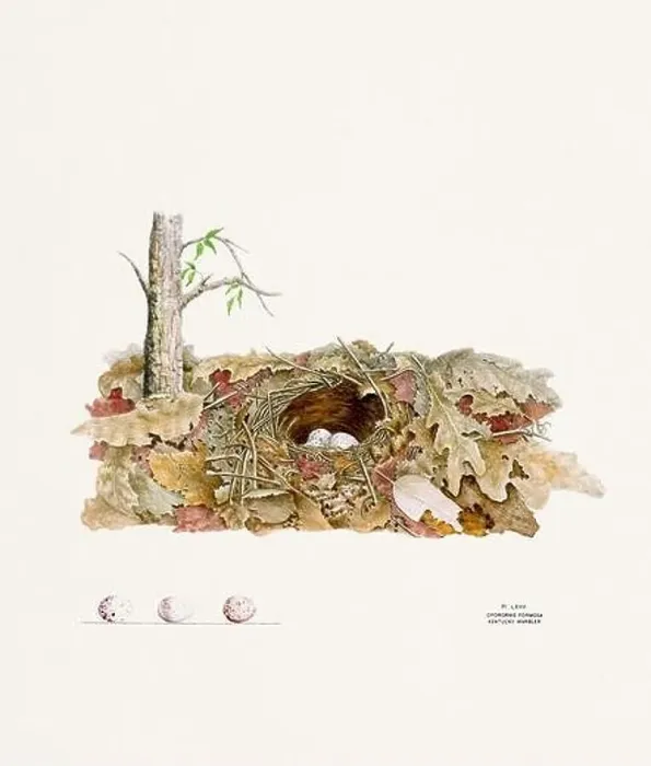 Framed Print : Vintage bird's nest illustration from the 19th century, circa 1880 Framed Print : Vintage bird's nest illustration from the 19th century, circa 1880