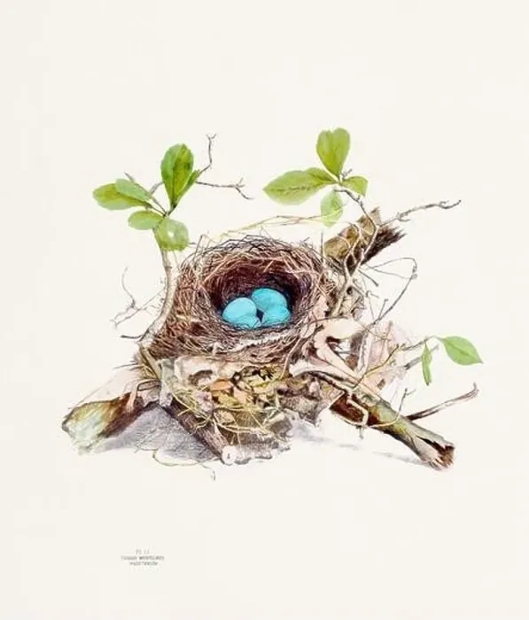 Framed Print : Vintage bird's nest illustration from the 19th century, circa 1880 Framed Print : Vintage bird's nest illustration from the 19th century, circa 1880