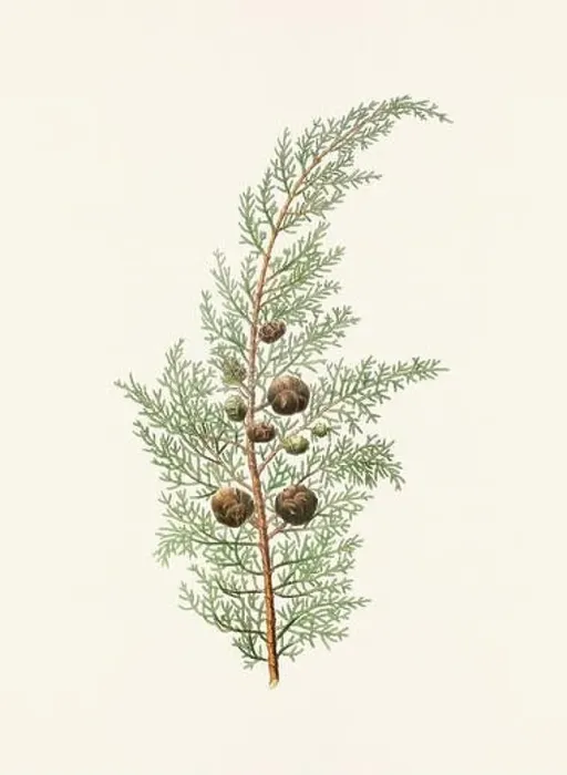 Framed Print : Vintage botanical depiction of pinecone fruits. Plate sourced from a 19th-century botanical book Framed Print : Vintage botanical depiction of pinecone fruits. Plate sourced from a 19th-century botanical book
