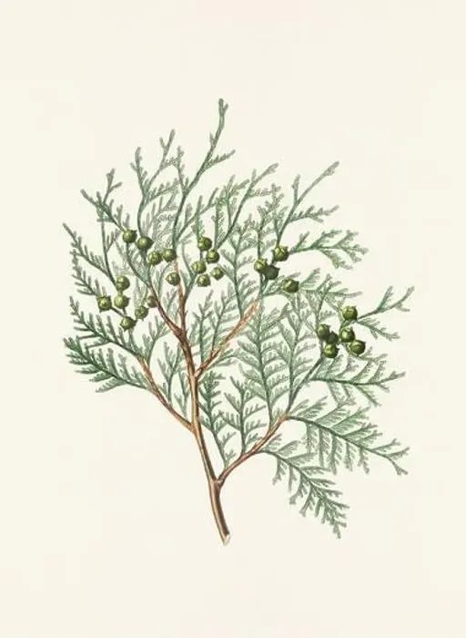 Framed Print : Vintage botanical depiction of pinecone fruits. Plate sourced from a 19th-century botanical book Framed Print : Vintage botanical depiction of pinecone fruits. Plate sourced from a 19th-century botanical book