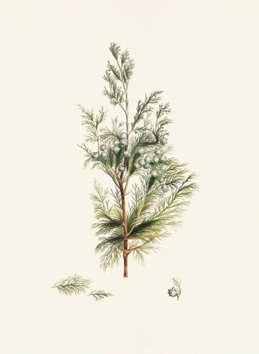 Framed Print : Vintage botanical depiction of pinecone fruits. Plate sourced from a 19th-century botanical book Framed Print : Vintage botanical depiction of pinecone fruits. Plate sourced from a 19th-century botanical book