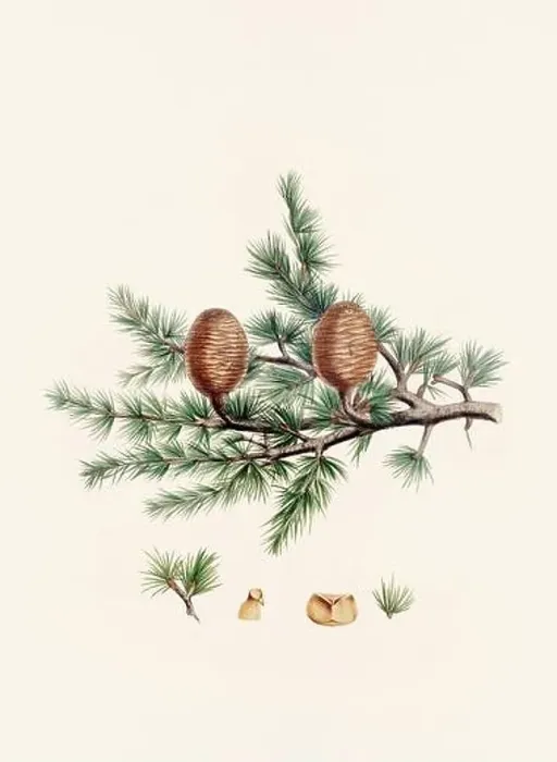 Framed Print : Vintage botanical depiction of pinecone fruits. Plate sourced from a 19th-century botanical book Framed Print : Vintage botanical depiction of pinecone fruits. Plate sourced from a 19th-century botanical book