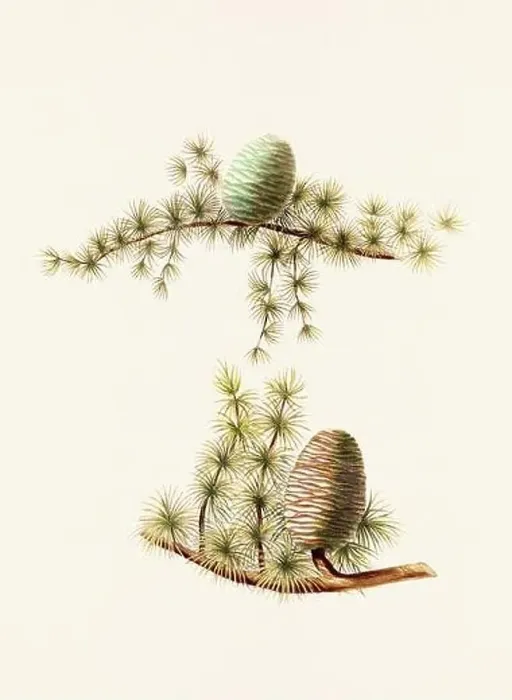 Framed Print : Vintage botanical depiction of pinecone fruits. Plate sourced from a 19th-century botanical book Framed Print : Vintage botanical depiction of pinecone fruits. Plate sourced from a 19th-century botanical book